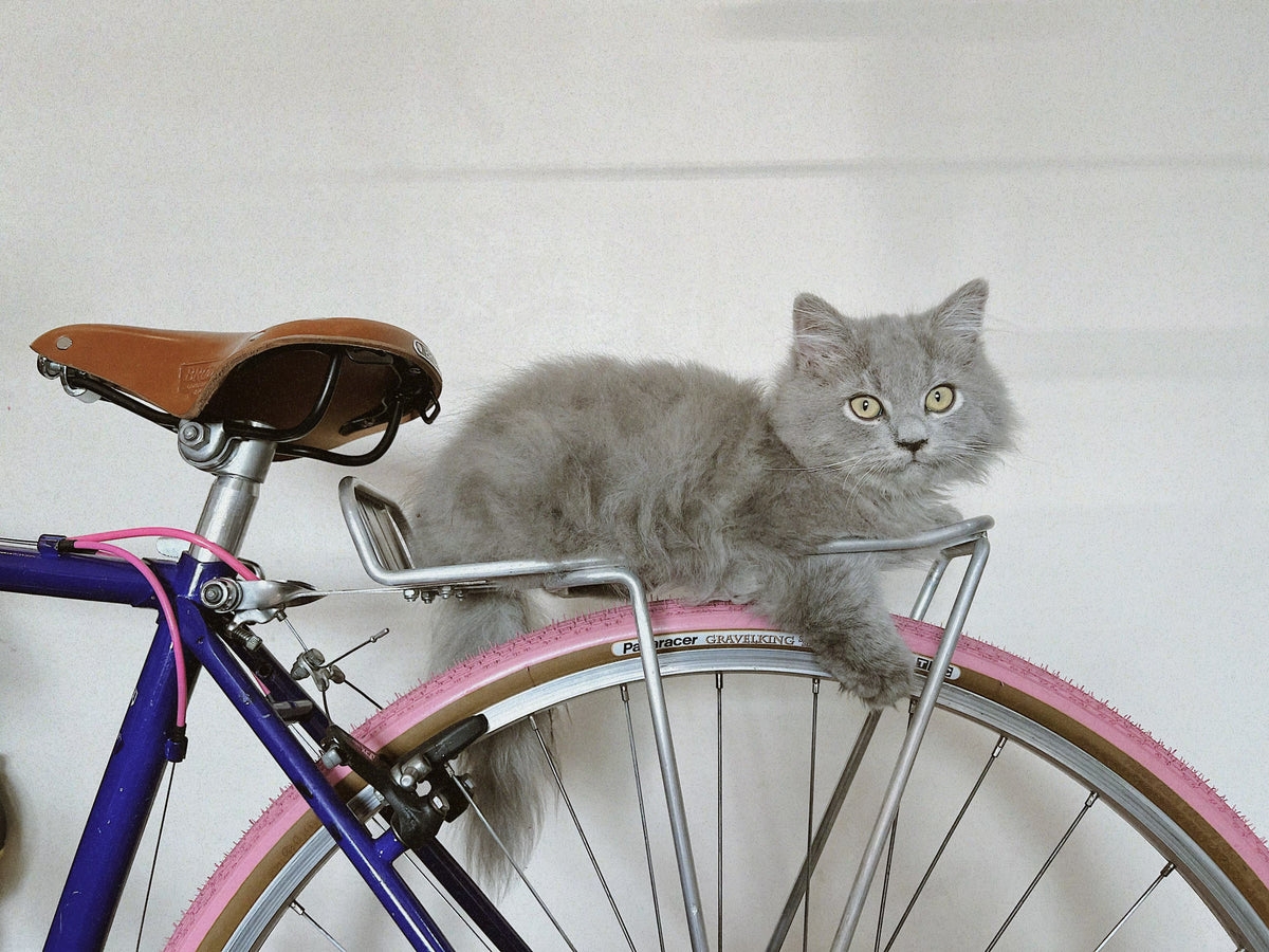 A bicycle at MNL Bicycle Club